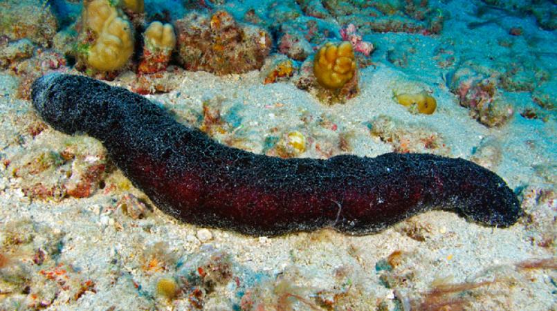 sea-cucumber